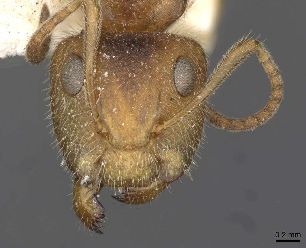 Image of Camponotus pittieri Forel 1899