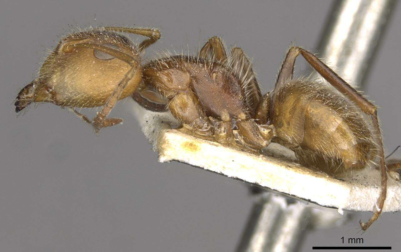 Image of Camponotus pittieri Forel 1899