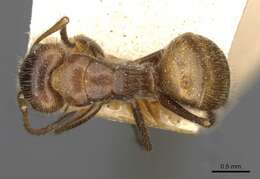 Image of Camponotus pittieri Forel 1899