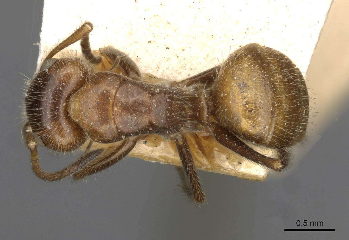 Image of Camponotus pittieri Forel 1899