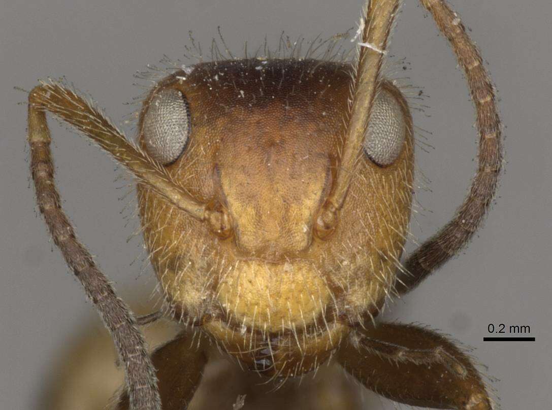 Image of Camponotus pittieri Forel 1899