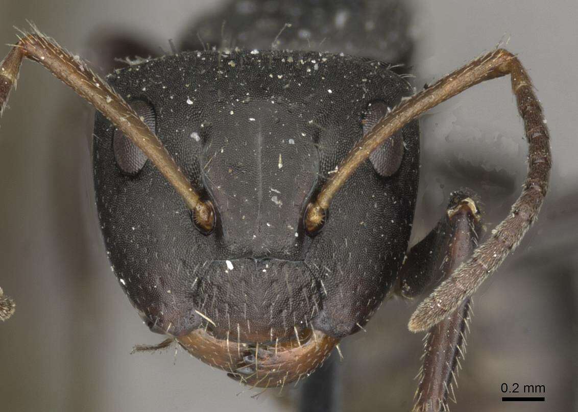 Image of Camponotus trapezoideus Mayr 1870