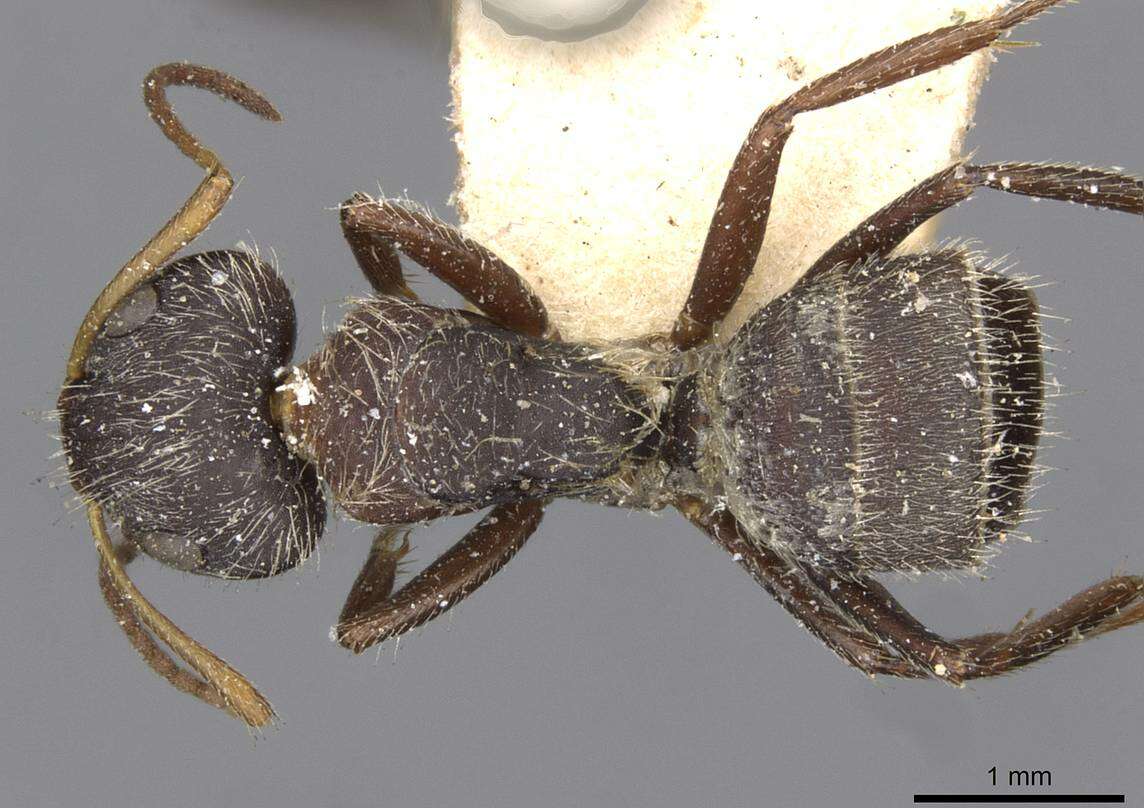 Plancia ëd Camponotus zoc Forel 1879