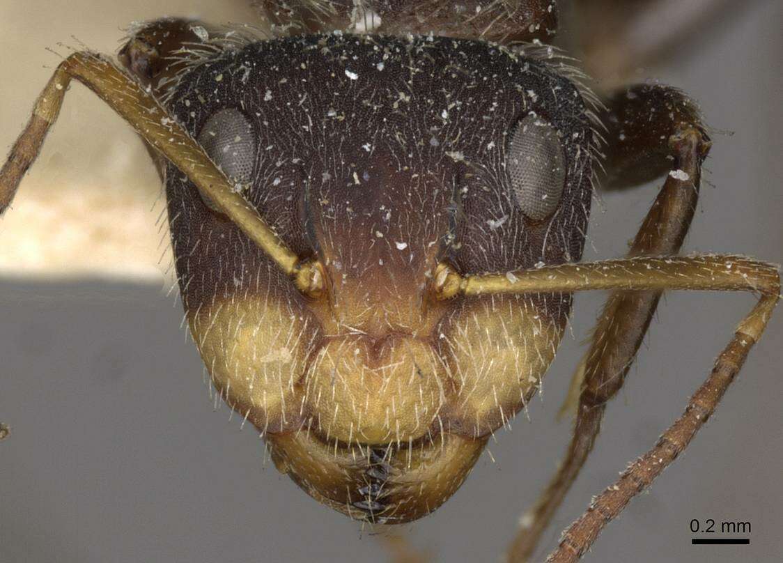 Image of Camponotus zoc Forel 1879