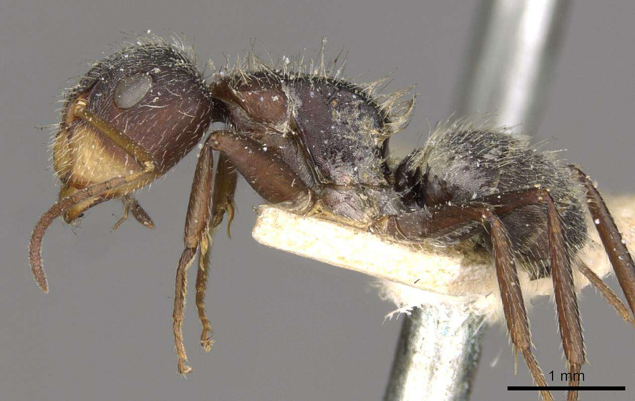 Plancia ëd Camponotus zoc Forel 1879