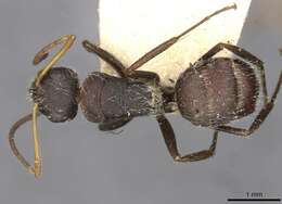 Plancia ëd Camponotus zoc Forel 1879