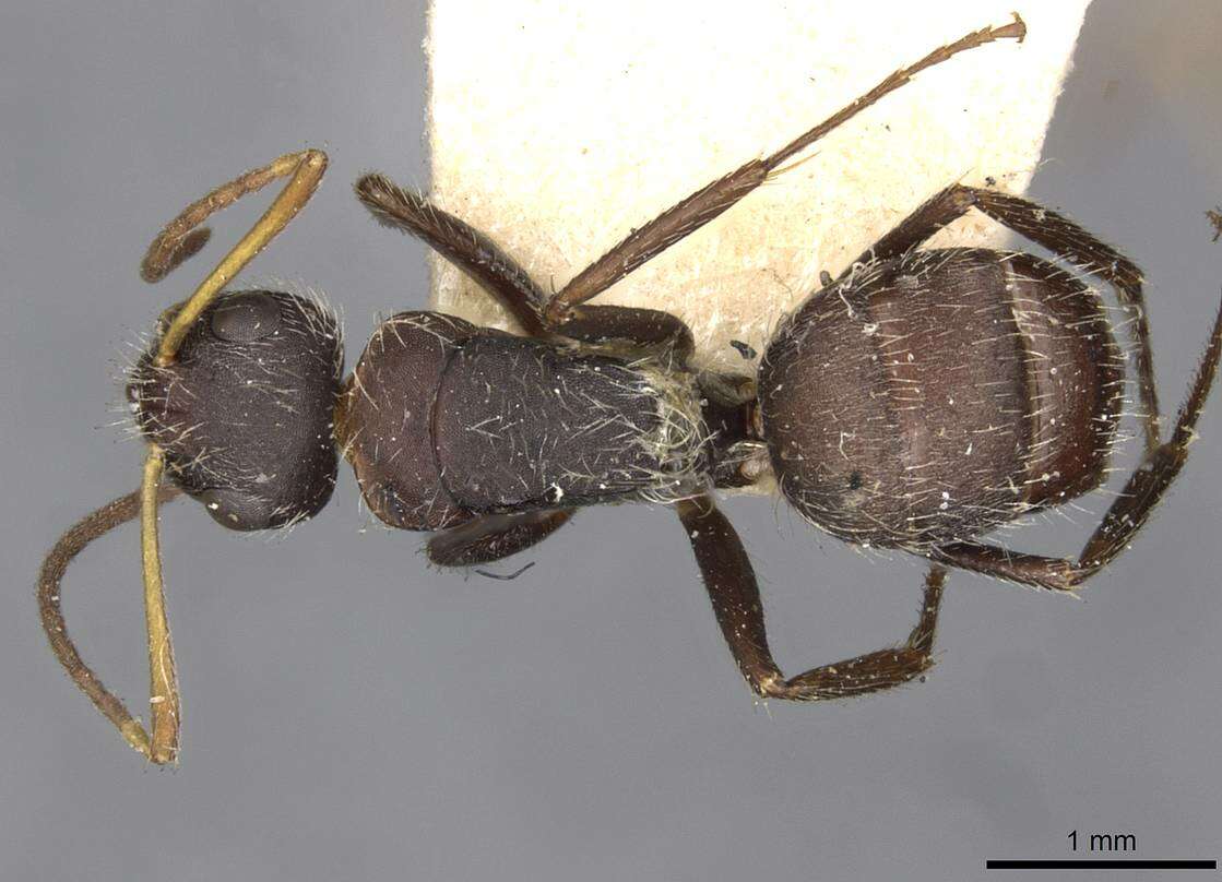 Image of Camponotus zoc Forel 1879