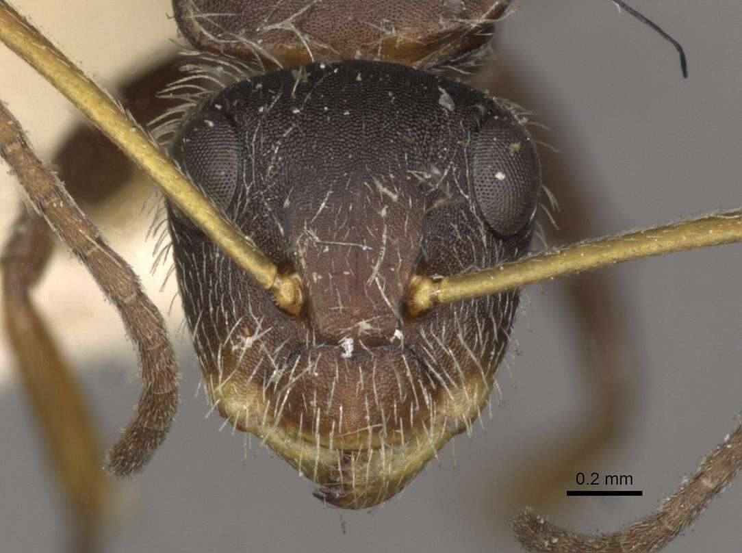 Plancia ëd Camponotus zoc Forel 1879