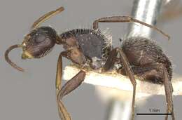 Plancia ëd Camponotus zoc Forel 1879