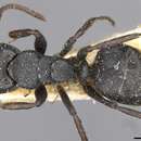 Image of Camponotus circularis Mayr 1870