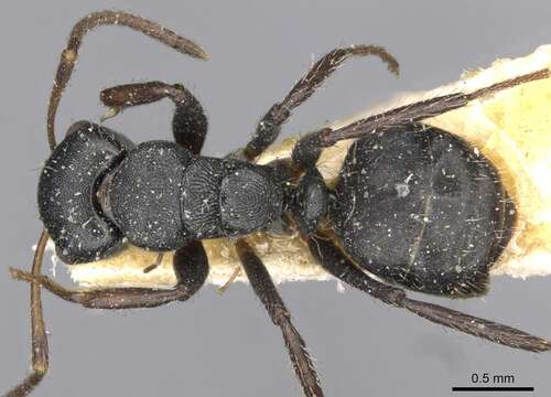 Imagem de Camponotus circularis Mayr 1870