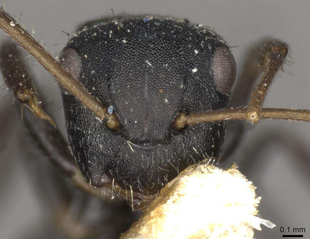 Image of Camponotus circularis Mayr 1870