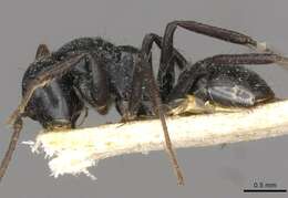 Image of Camponotus circularis Mayr 1870