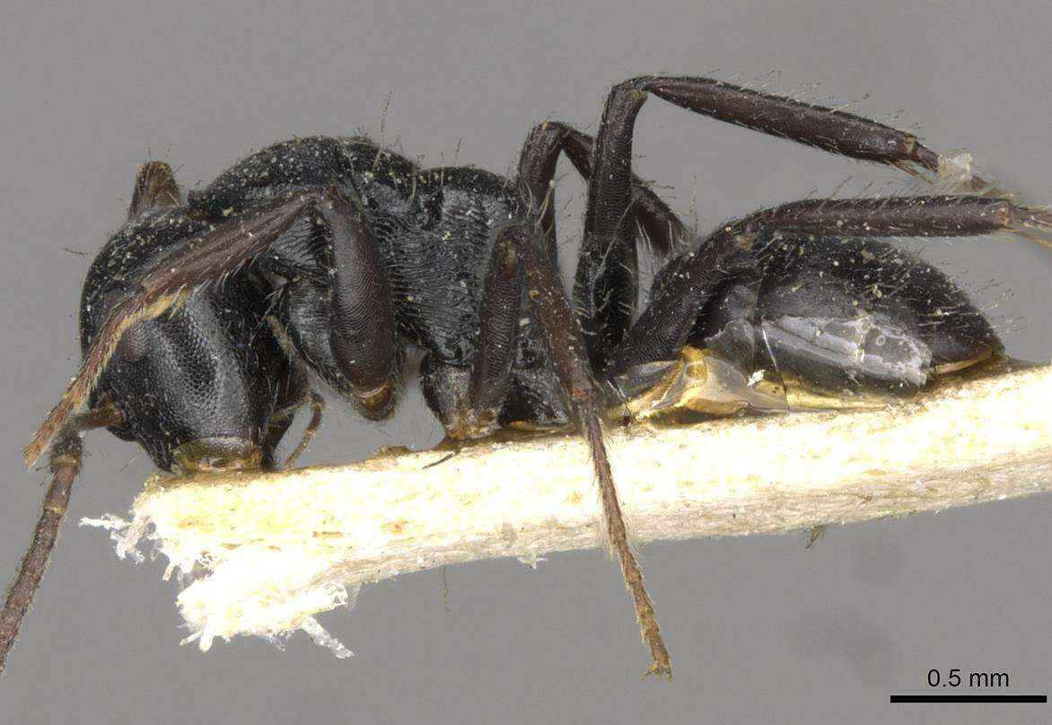 Image of Camponotus circularis Mayr 1870