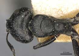 Plancia ëd Camponotus elevatus Forel 1899