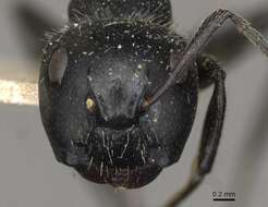 Plancia ëd Camponotus elevatus Forel 1899