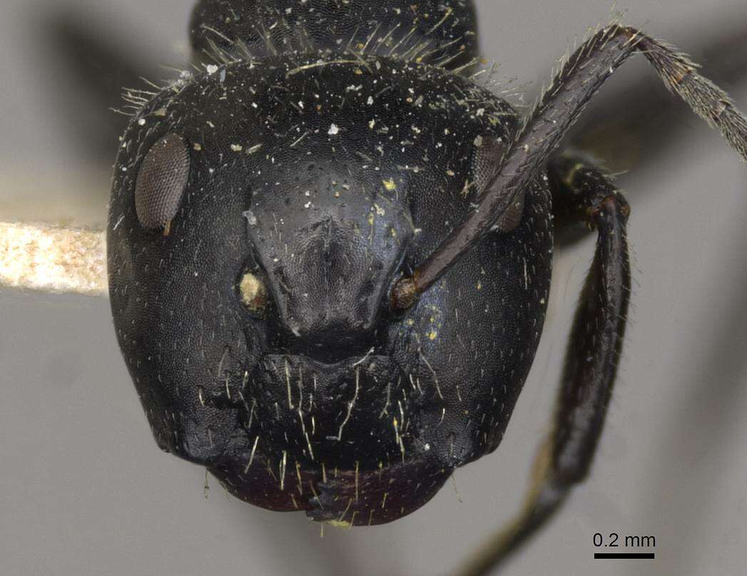 Plancia ëd Camponotus elevatus Forel 1899