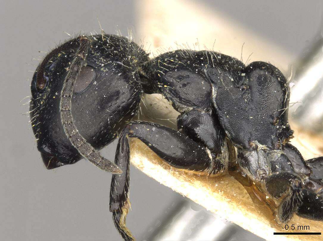 Plancia ëd Camponotus elevatus Forel 1899