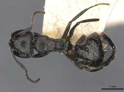 Plancia ëd Camponotus elevatus Forel 1899