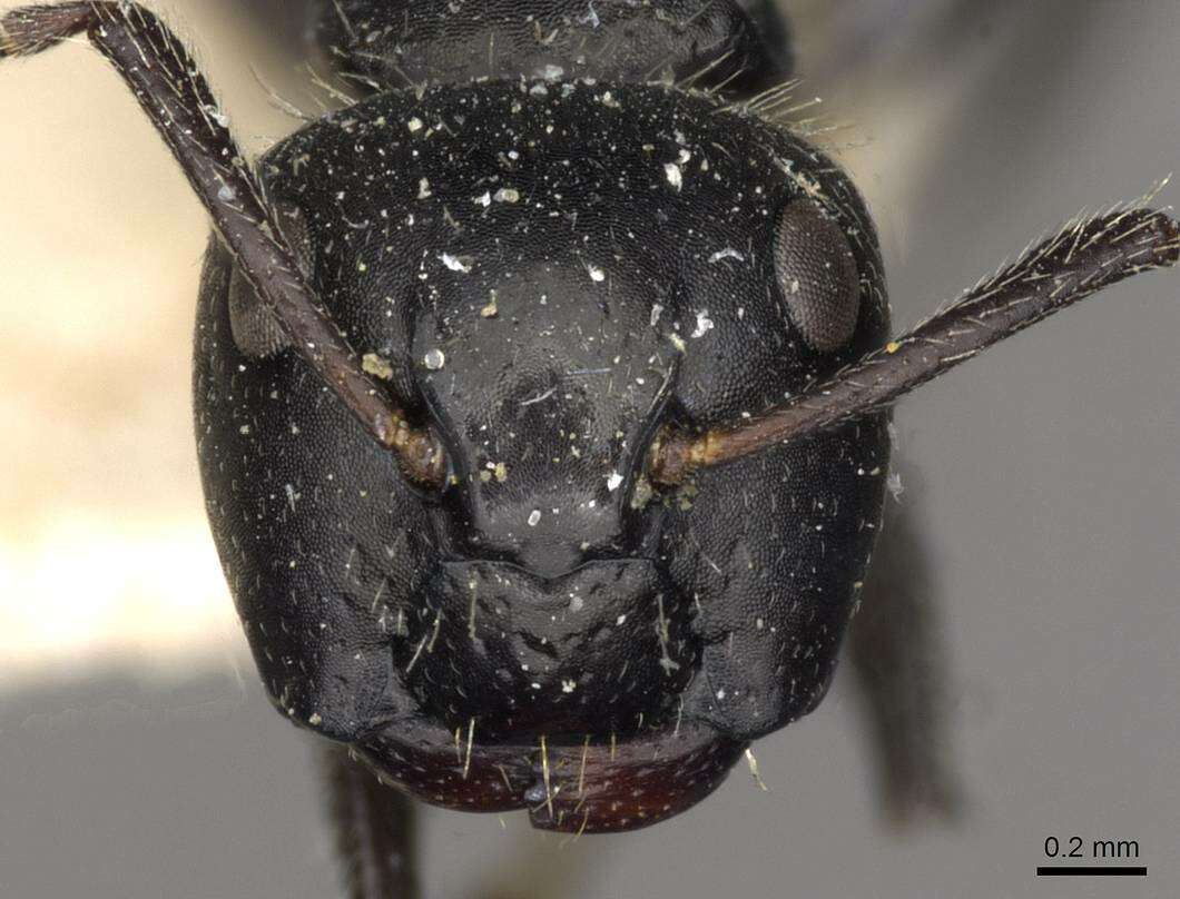 Plancia ëd Camponotus elevatus Forel 1899