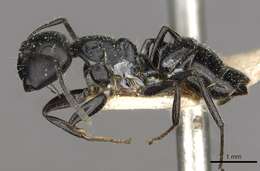 Plancia ëd Camponotus elevatus Forel 1899