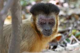 Image of Bearded Capuchin