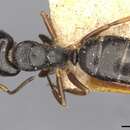 Image of Camponotus propinquus Mayr 1887