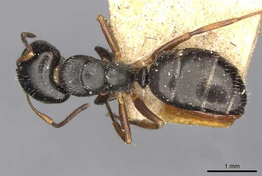 Image of Camponotus propinquus Mayr 1887