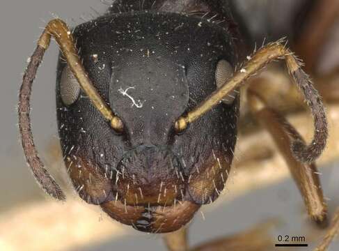 Image of Camponotus propinquus Mayr 1887