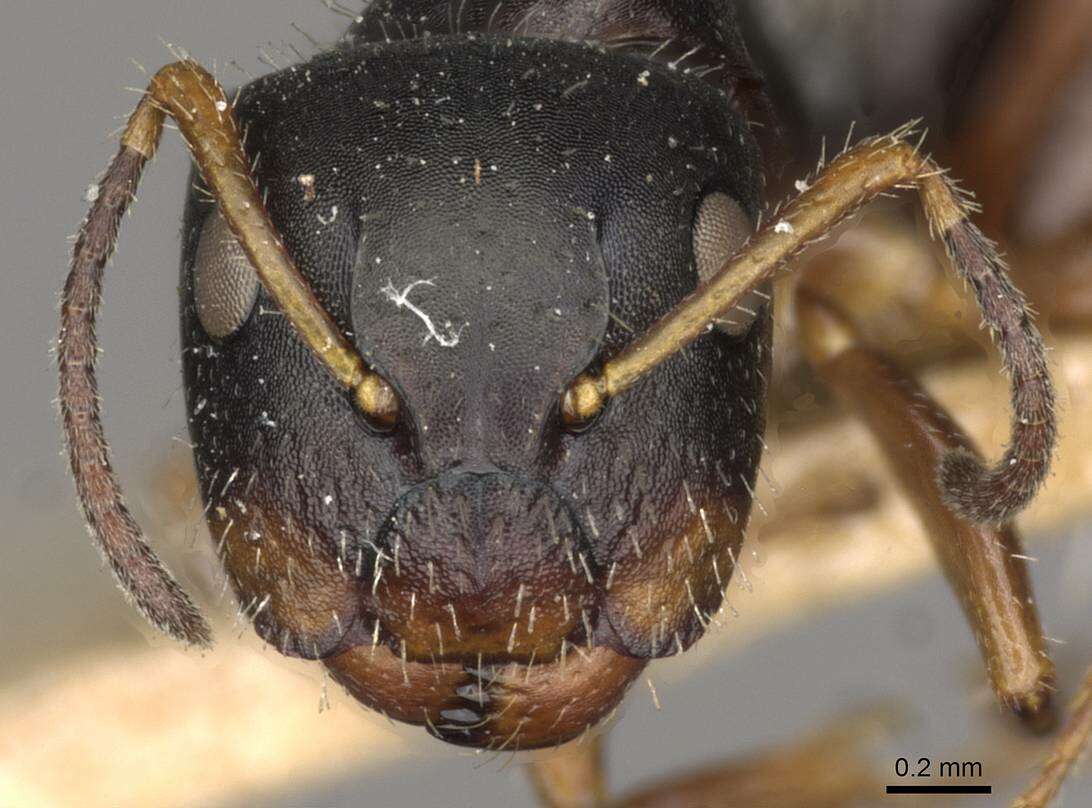 Image of Camponotus propinquus Mayr 1887