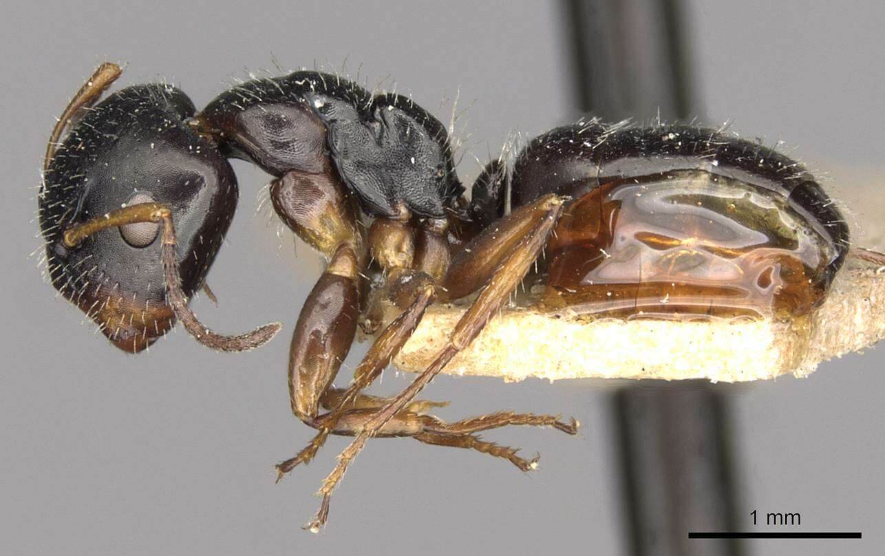 Image of Camponotus propinquus Mayr 1887