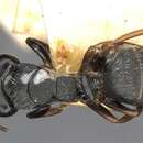 Plancia ëd Camponotus hedwigae Forel 1912