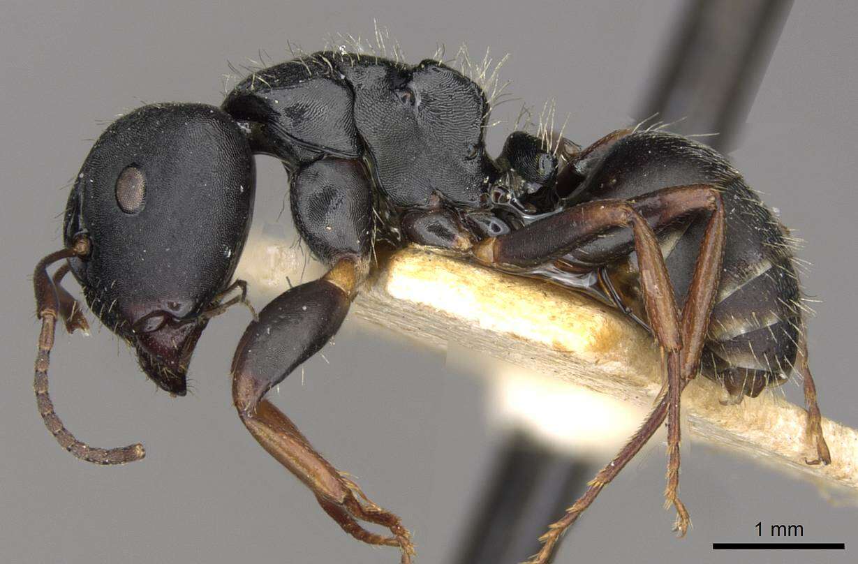 Plancia ëd Camponotus hedwigae Forel 1912