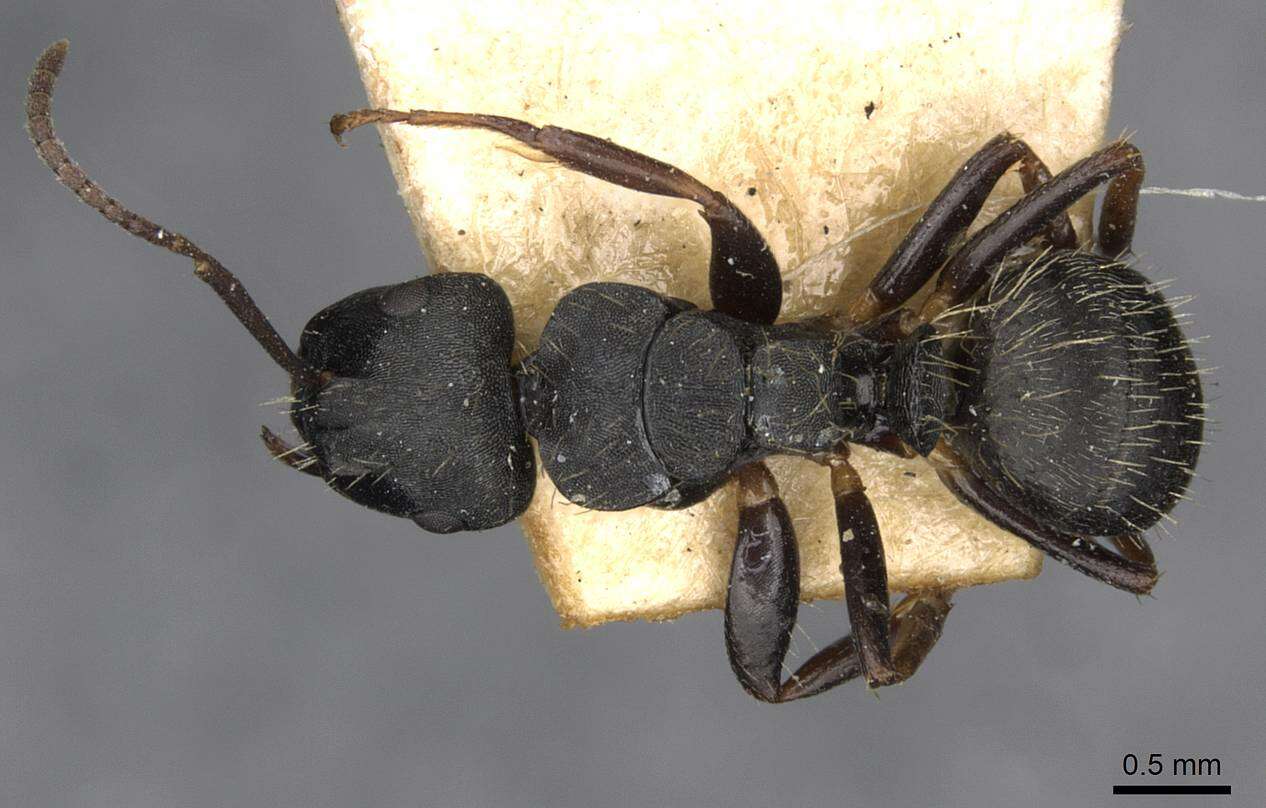 Plancia ëd Camponotus hedwigae Forel 1912