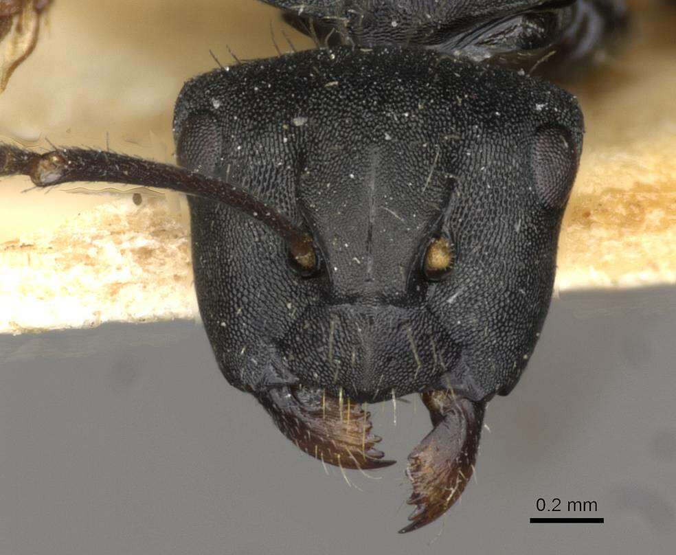 Plancia ëd Camponotus hedwigae Forel 1912