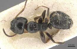 Image of Camponotus raphaelis Forel 1899