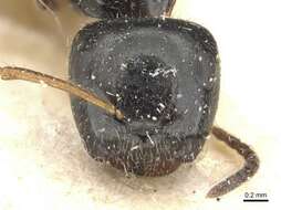 Image de Camponotus raphaelis Forel 1899