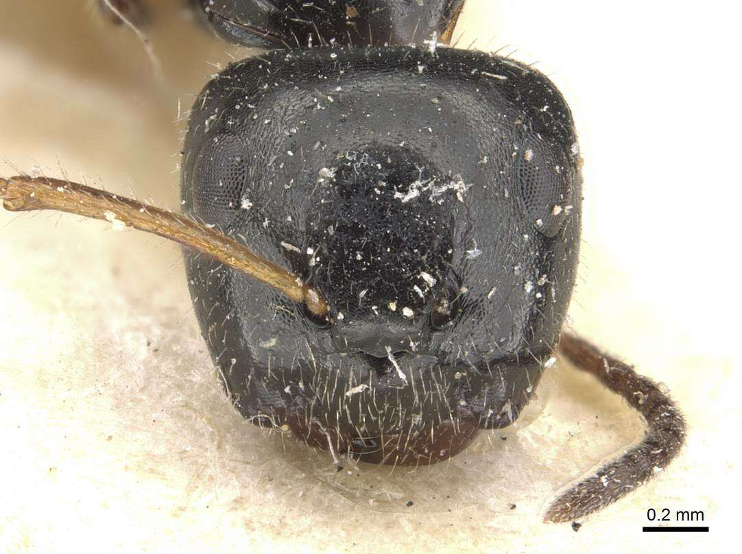 Image of Camponotus raphaelis Forel 1899