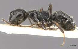 Image of Camponotus raphaelis Forel 1899