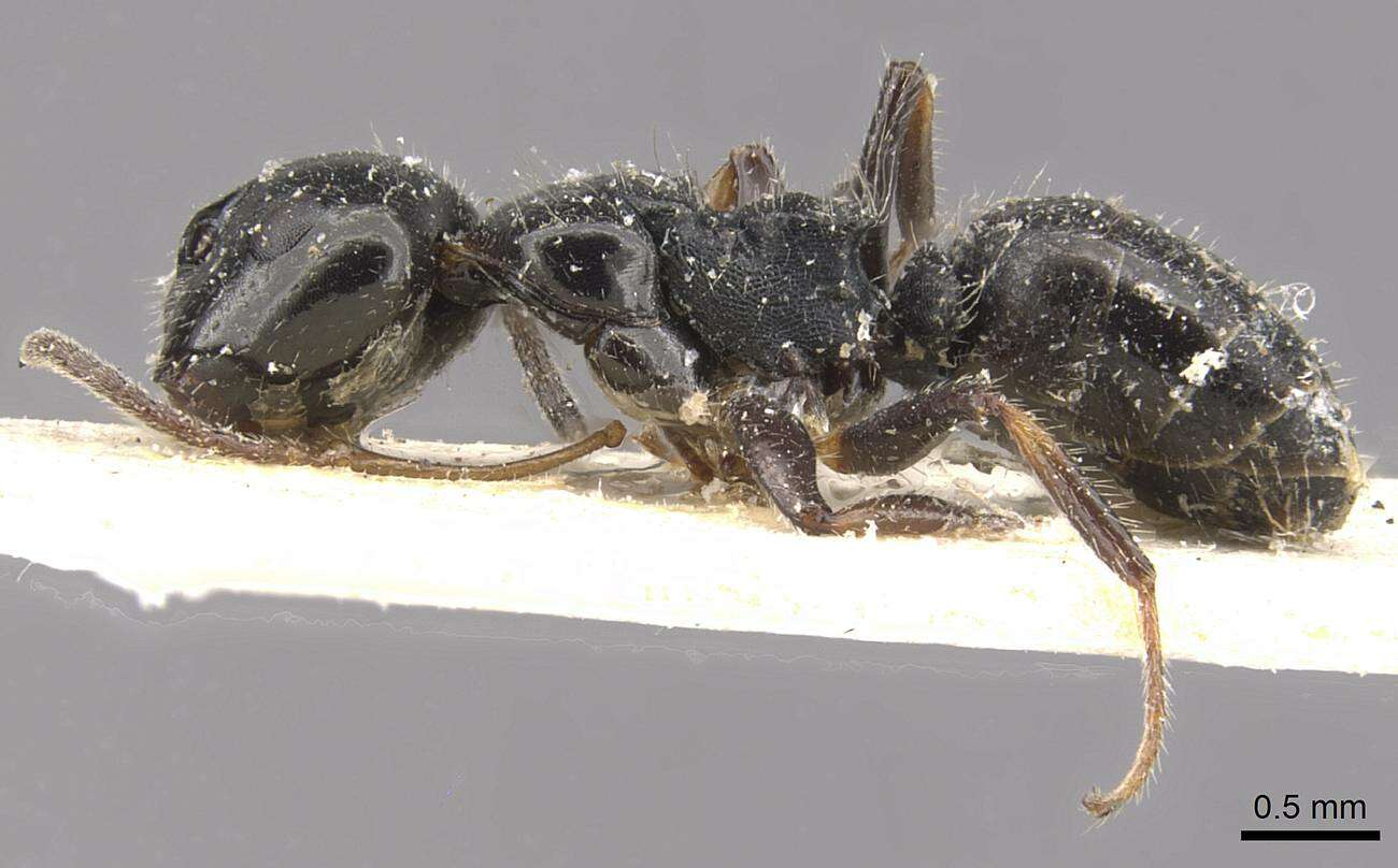 Image of Camponotus raphaelis Forel 1899