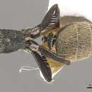 Image of Camponotus saussurei Forel 1879