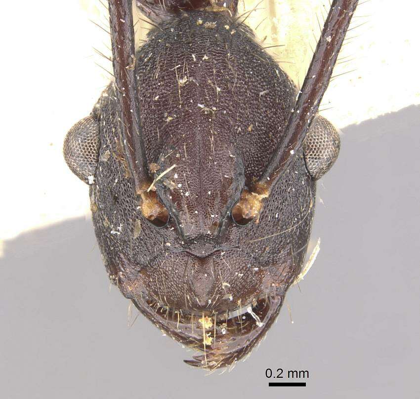 Image of Formicoidea