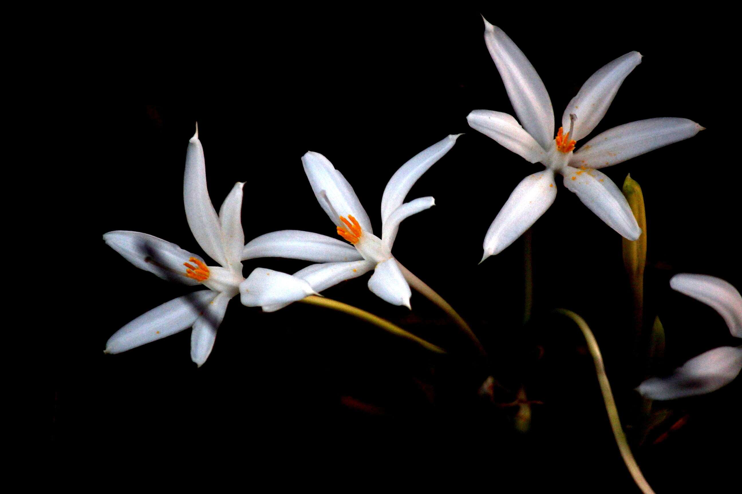 Image of Pancratium parvum Dalzell