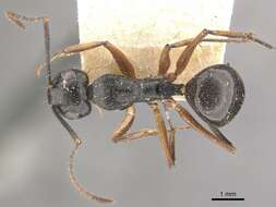 Image of Polyrhachis equina Smith 1857