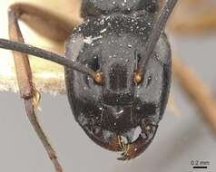 Image of Polyrhachis equina Smith 1857