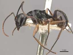 Image of Polyrhachis equina Smith 1857