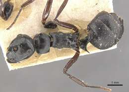 Image of Polyrhachis fuscipes Mayr 1862