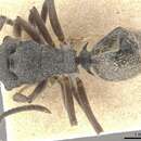 Image of Polyrhachis hirsuta Mayr 1876