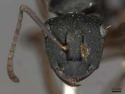 Image of Polyrhachis cedarensis Forel 1915