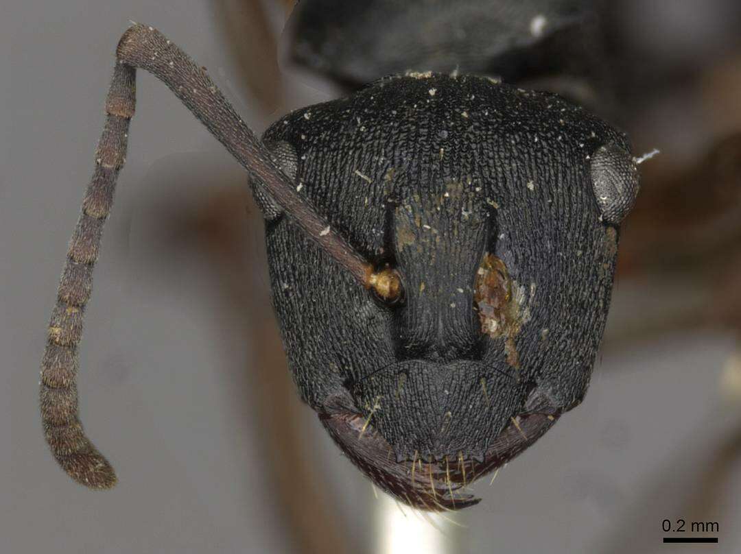 Plancia ëd Polyrhachis cedarensis Forel 1915